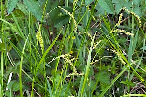 Carex sylvatica Wood-sedge