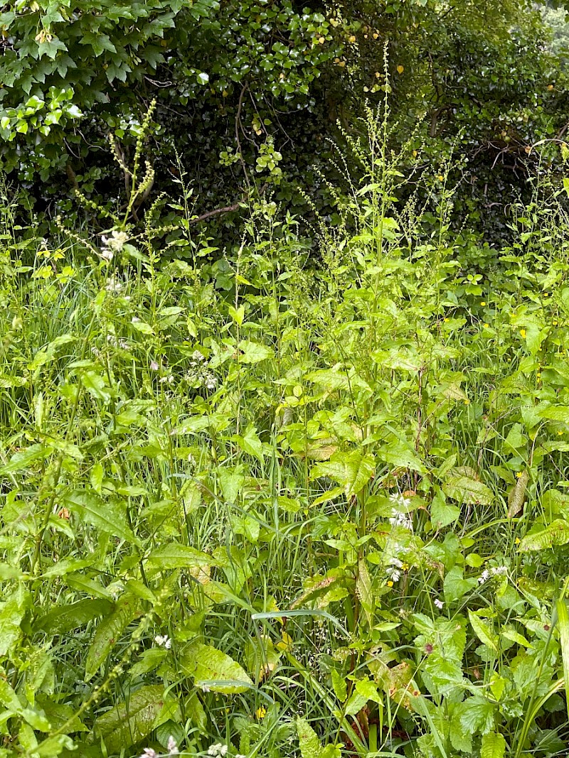 Rumex sanguineus - &copy; Charles Hipkin