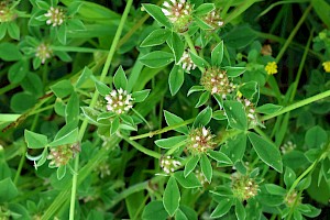 Trifolium striatum Knotted Clover