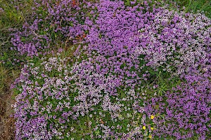 Thymus polytrichus Wild Thyme
