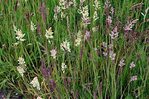 Holcus lanatus Yorkshire-fog