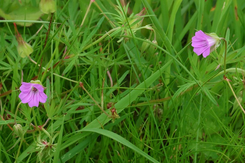 Geranium columbinum - &copy; Charles Hipkin