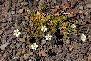 Sagina subulata Heath Pearlwort