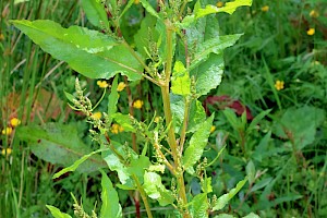 Rumex obtusifolius Broad-leaved Dock
