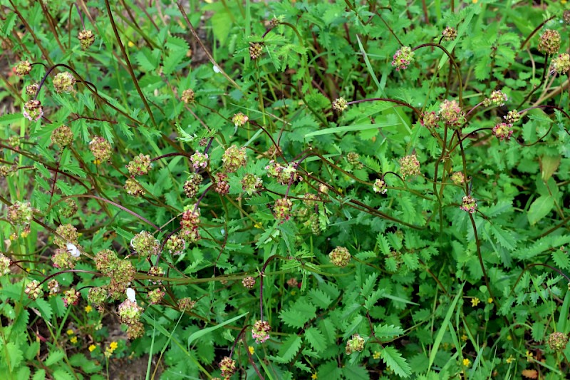 Poterium sanguisorba subsp. balearicum - &copy; Charles Hipkin