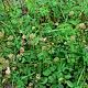 Poterium sanguisorba subsp. balearicum