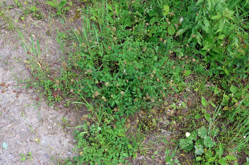 Poterium sanguisorba subsp. balearicum - &copy; Charles Hipkin