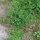 Poterium sanguisorba subsp. balearicum