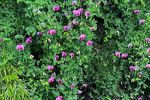 Lathyrus grandiflorus Two-flowered Everlasting-pea (Peavine)