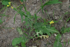 Sisymbrium orientale Eastern Rocket