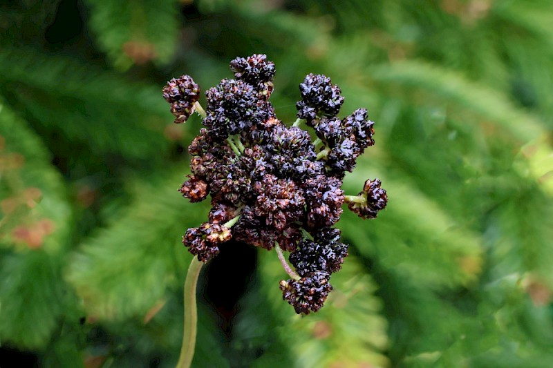 Plantago lanceolata