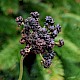 Plantago lanceolata
