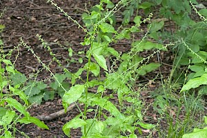 Rumex sanguineus Wood Dock