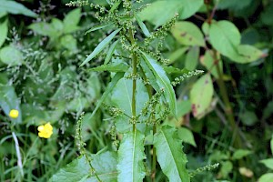 Rumex conglomeratus Clustered Dock