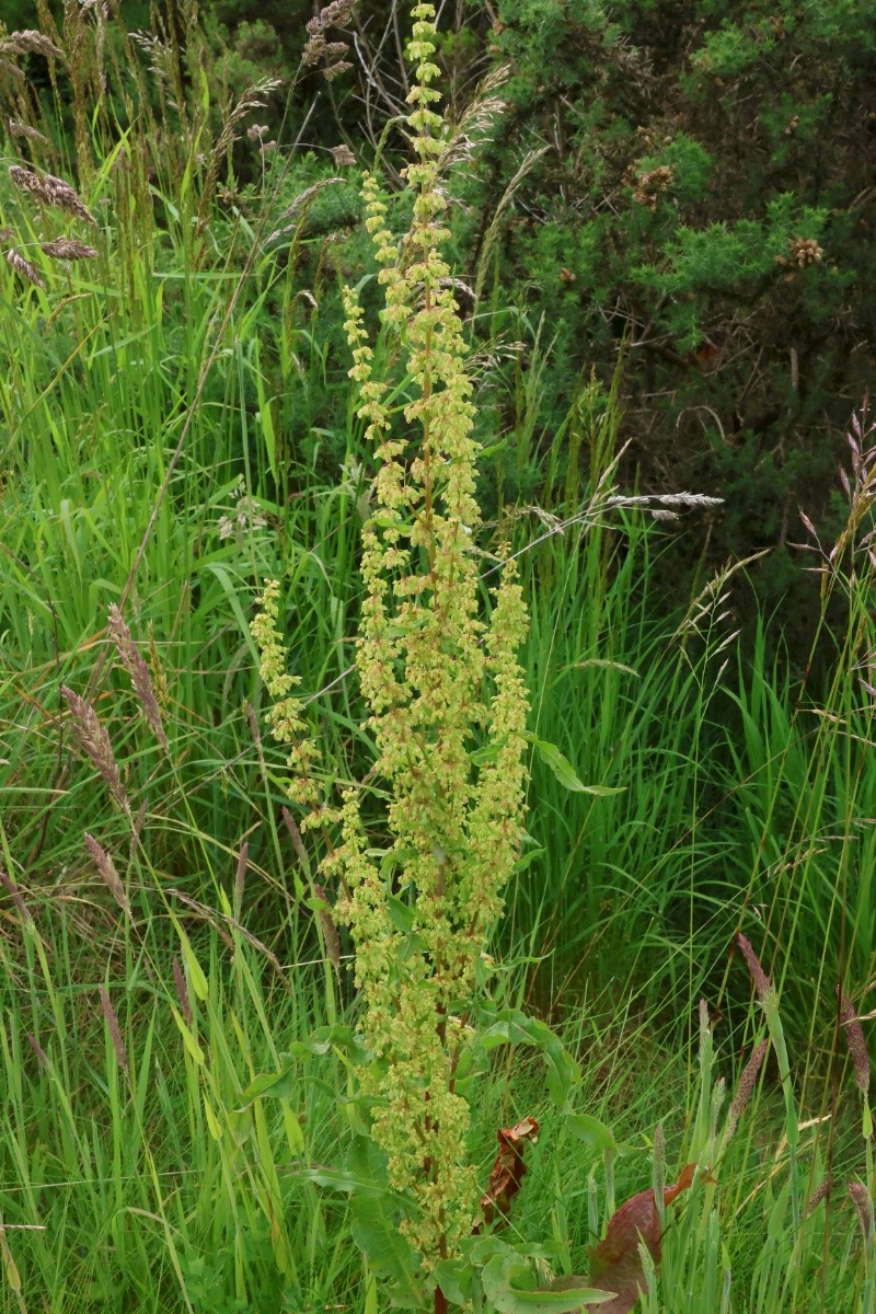 Rumex crispus - &copy; Charles Hipkin
