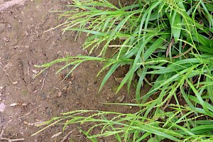 Carex strigosa Thin-spiked Wood-sedge