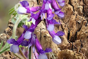 Vicia villosa Fodder Vetch