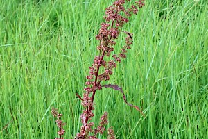 Rumex crispus Curled Dock