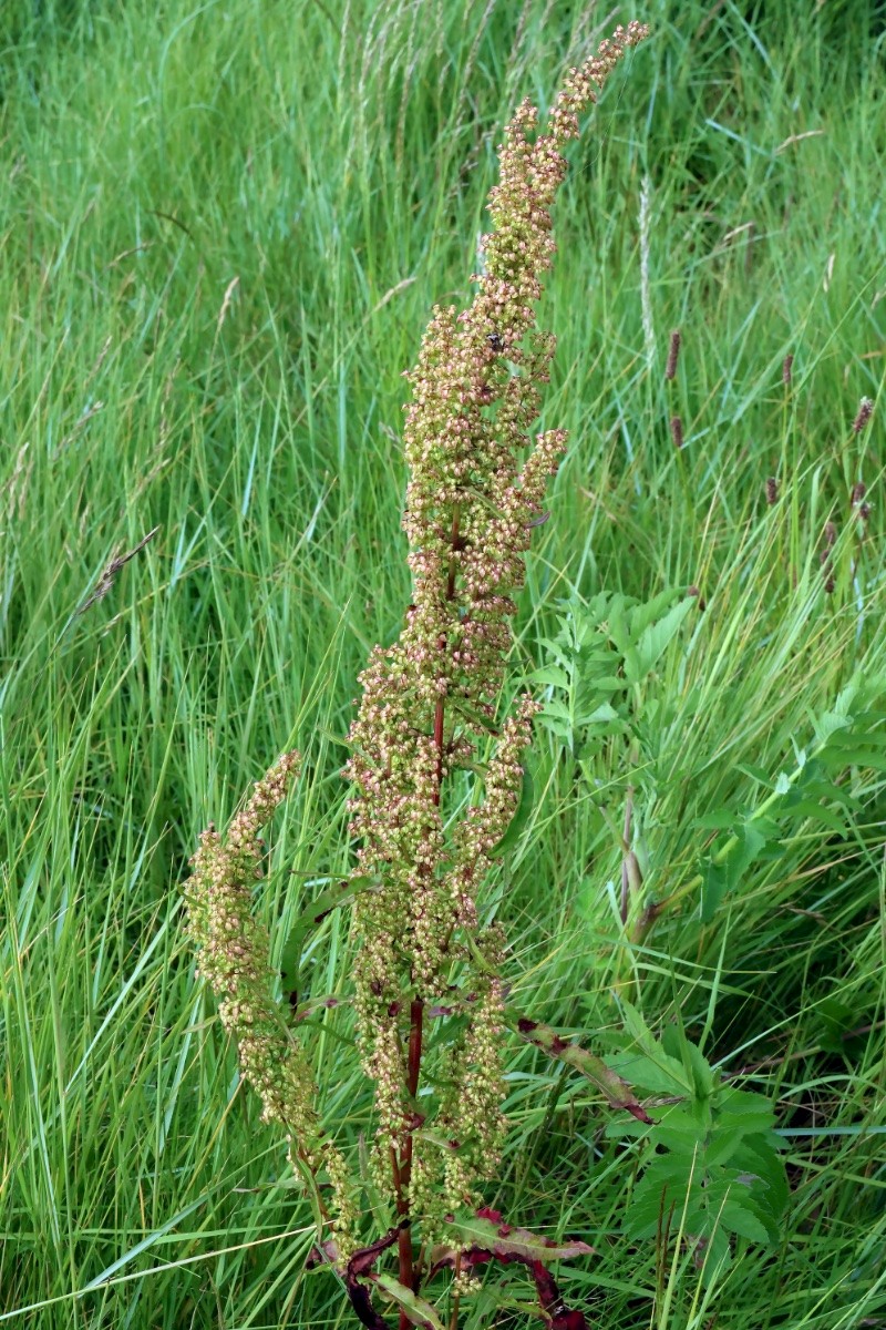 Rumex crispus - &copy; Charles Hipkin