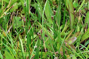 Eleocharis multicaulis Many-stalked Spike-rush
