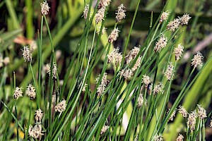 Eleocharis palustris Common Spike-rush
