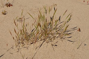 Vulpia fasciculata Dune Fescue