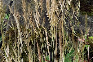 Vulpia bromoides Squirreltail Fescue