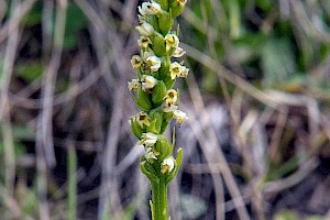 Pseudorchis albida Small-white Orchid