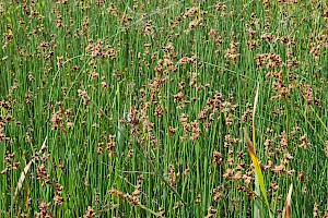 Schoenoplectus tabernaemontani Grey Club-rush