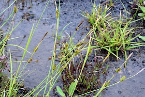 Carex hostiana Tawny Sedge