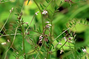 Vicia hirsuta Hairy Tare
