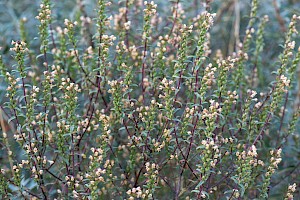 Odontites jaubertianus subsp. jaubertianus French Bartsia