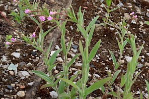 Epilobium parviflorum Hoary Willowherb