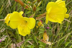 Oenothera glazioviana Large-flowered Evening-primrose