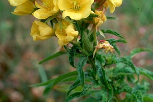 Oenothera x fallax O. glazioviana x biennis
