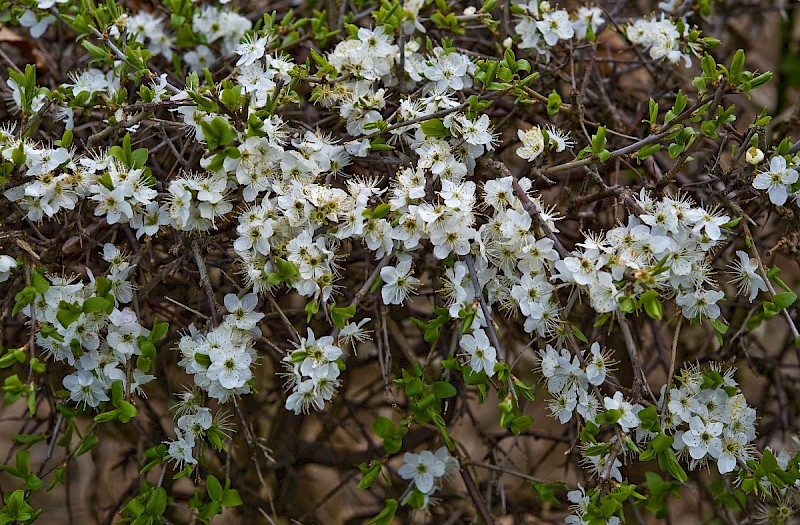Prunus spinosa - &copy; Charles Hipkin