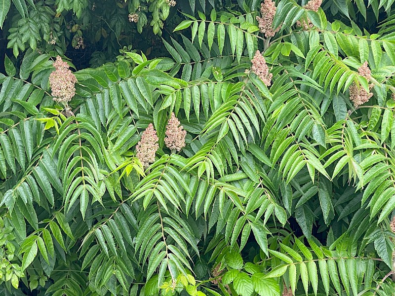 Rhus typhina - &copy; Charles Hipkin