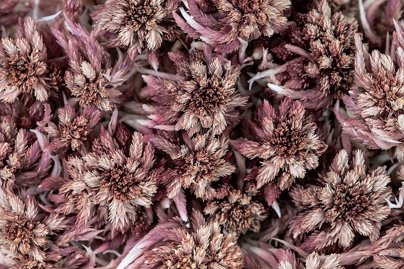 Sphagnum rubellum - &copy; Charles Hipkin