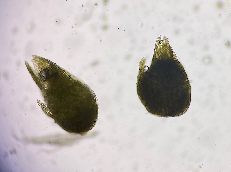 Pohlia drummondii - &copy; Charles Hipkin