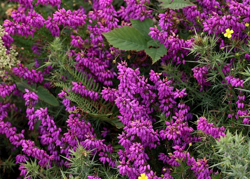 Erica cinerea - © Barry Stewart