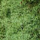 Pseudotaxiphyllum elegans