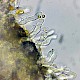 Crepidotus subverrucisporus