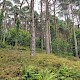 Plantation