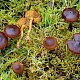 Cortinarius cinnamomeus