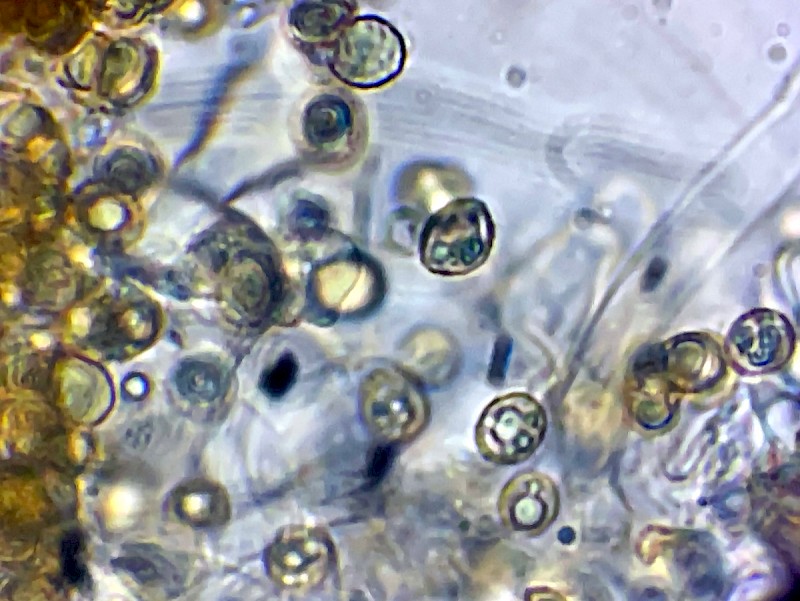 Crepidotus cesatii - &copy; Charles Hipkin