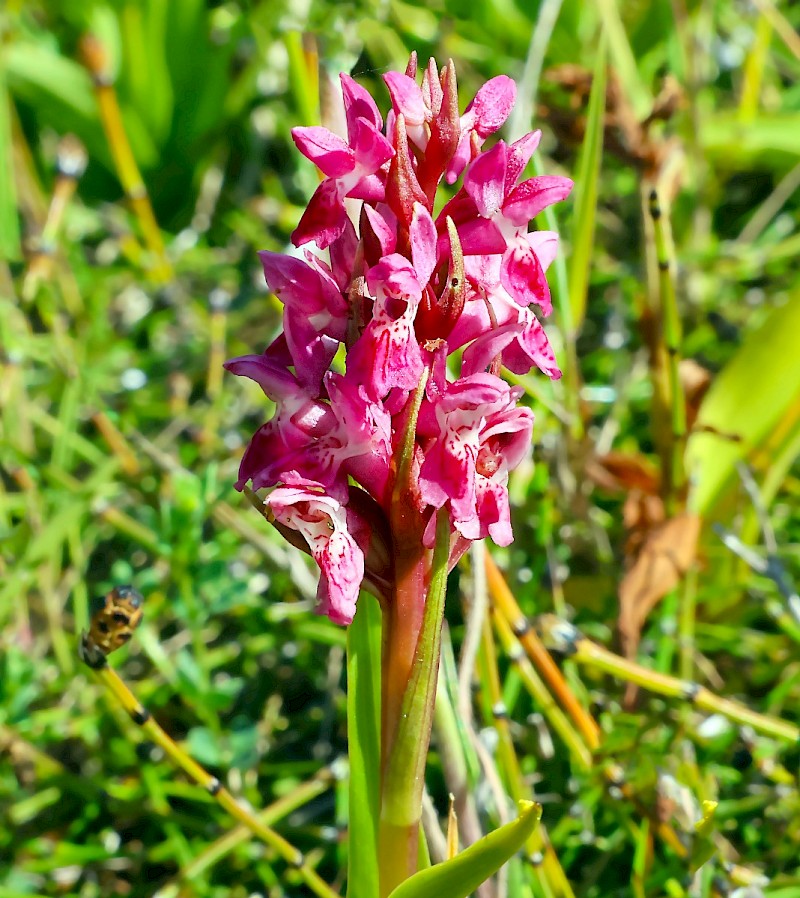 Dactylorhiza incarnata - &copy; Charles Hipkin