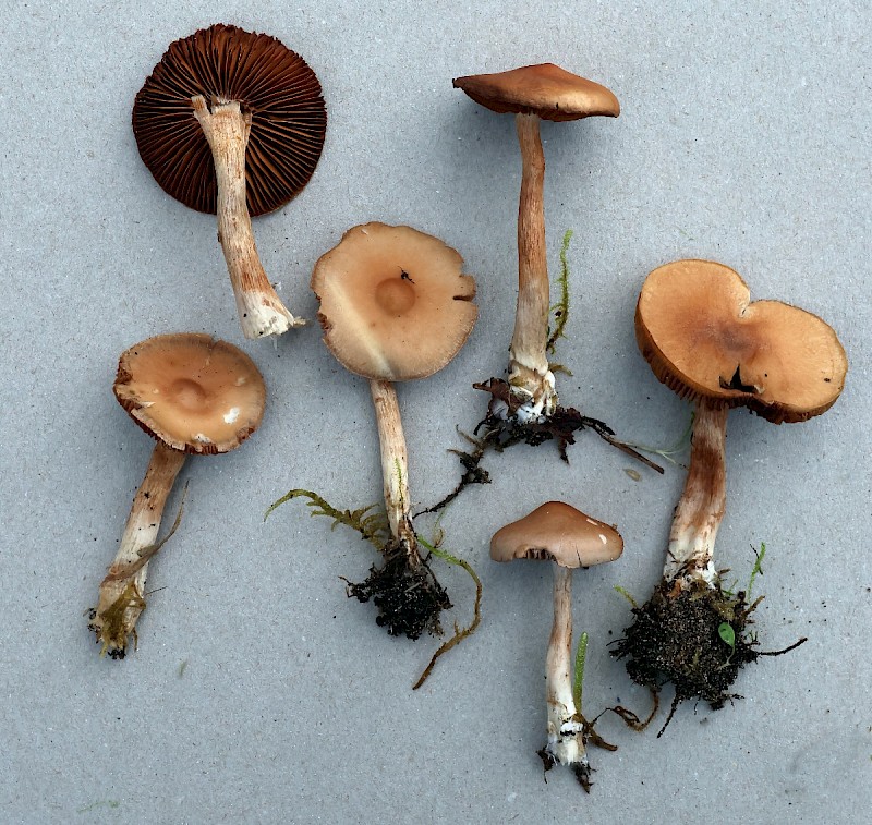 Cortinarius lepidopus - &copy; Charles Hipkin
