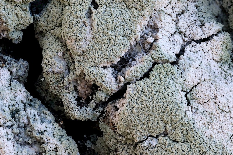 Lecanora expallens - &copy; Barry Stewart