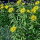 Inula hookeri