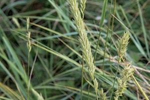Leymus arenarius Lyme-grass
